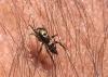 Salticus sp.